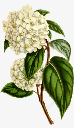 白色槐花素材