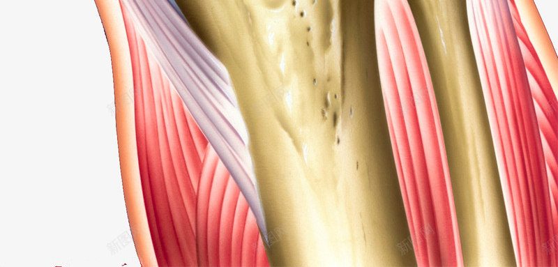 膝盖结构医学插图png免抠素材_88icon https://88icon.com 医学插图 半月板 腿疼 膝盖 骨髓