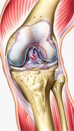膝盖结构医学插图素材