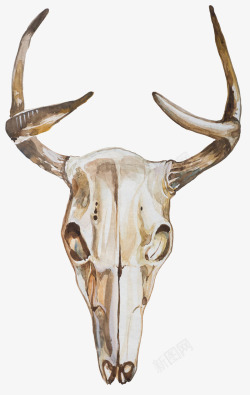动物头骨素材水彩麋鹿头骨简图高清图片