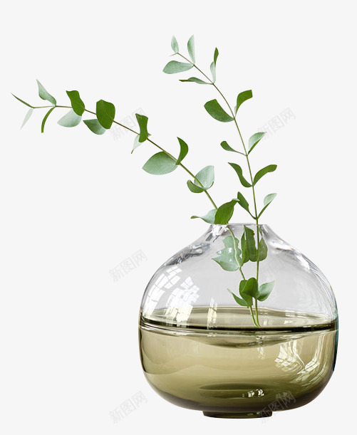 水培植物尤加利png免抠素材_88icon https://88icon.com 尤加利 桌面植物 植物 水培 水培植物
