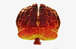 大脑血管分布素材
