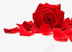 含水珠的玫瑰花红玫瑰花高清图片