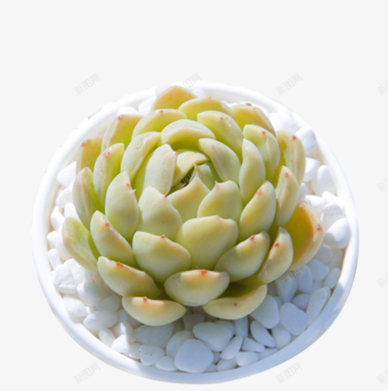 观音莲多肉植物星影盆栽png免抠素材_88icon https://88icon.com 可爱 多肉植物 星影盆栽 盆栽 盆栽俯视图 精品 绿植 观音莲