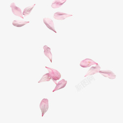 一地花瓣唯美樱花花瓣元素高清图片