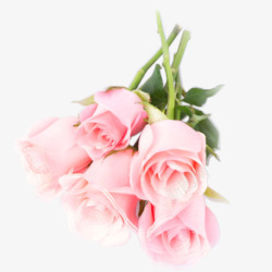 粉红色的玫瑰花朵素材