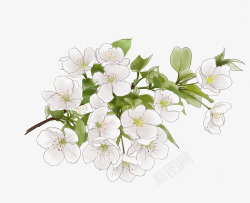 素色背景春天素色梨花手绘高清图片