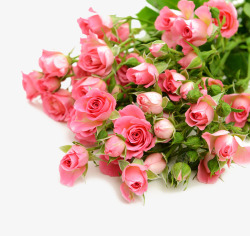 粉红色的玫瑰花花束素材