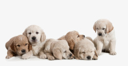 拉布拉多一群可爱的小狗高清图片