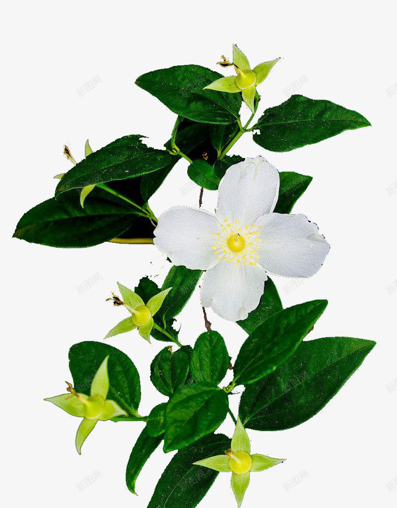 一株白色与黄色茱萸花png免抠素材_88icon https://88icon.com 树枝 清香 漂亮 白色 美丽 花朵 花瓣 茱萸 茱萸花 黄色