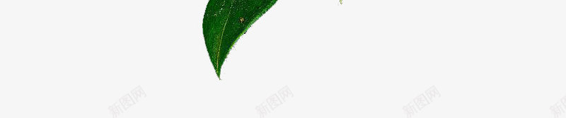 一株白色与黄色茱萸花png免抠素材_88icon https://88icon.com 树枝 清香 漂亮 白色 美丽 花朵 花瓣 茱萸 茱萸花 黄色