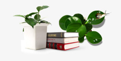 盆栽书本绿色植物素材