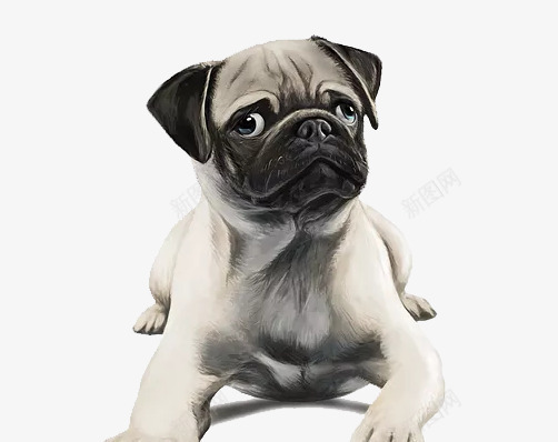 可爱八哥犬png免抠素材_88icon https://88icon.com 中国犬 八哥犬 动物 卡通 宠物 家犬 小型犬种 插画