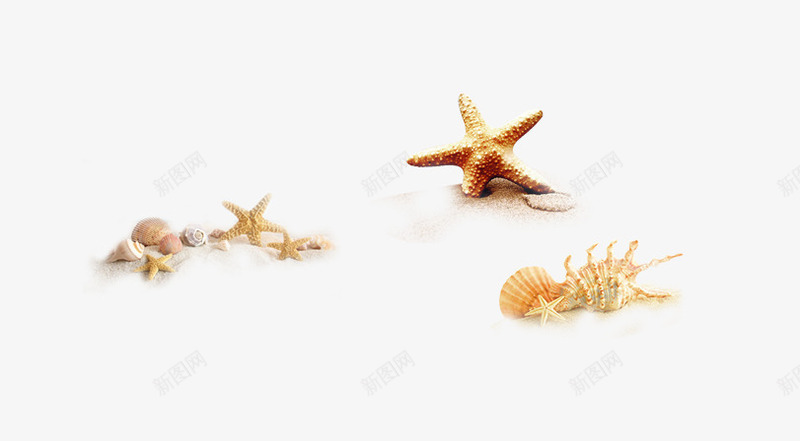 搁浅在沙滩的海星和海螺png免抠素材_88icon https://88icon.com 搁浅 沙滩 海星 海螺