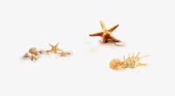 搁浅搁浅在沙滩的海星和海螺高清图片