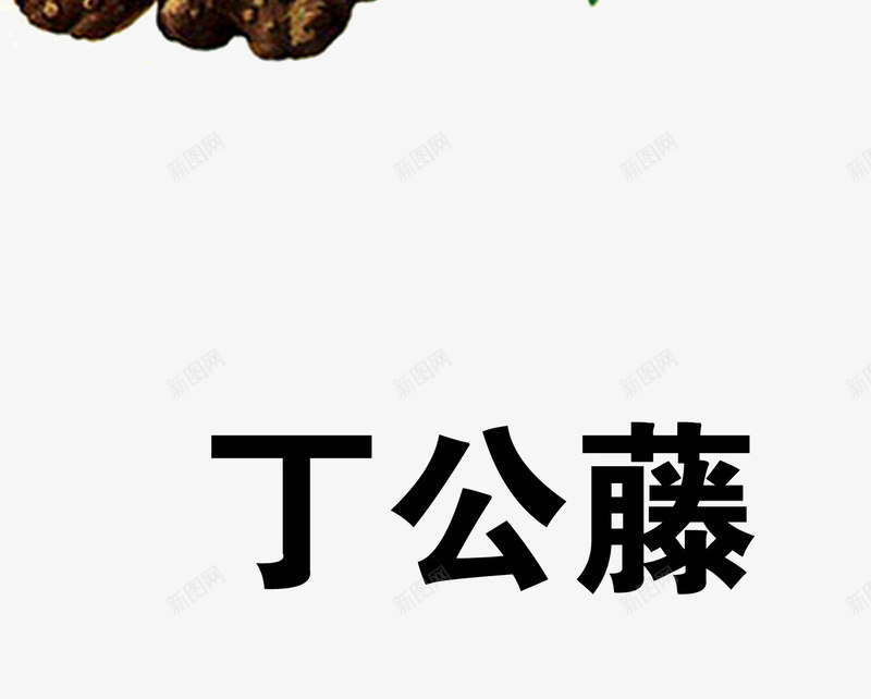 丁公藤png免抠素材_88icon https://88icon.com 中药 医疗保健 本草纲木 百草 草药 药材