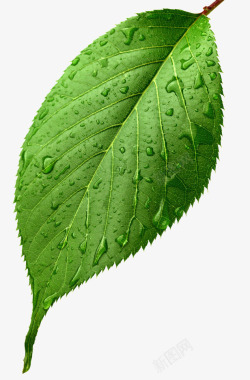 绿叶水滴素材一片叶子绿叶水滴高清图片