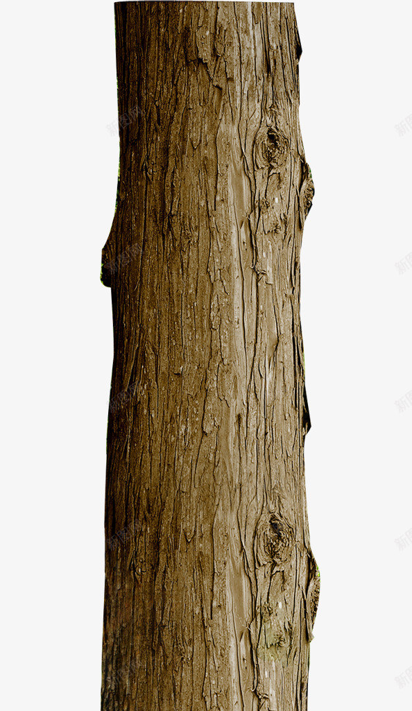 树干年轮美景png免抠素材_88icon https://88icon.com 年轮 树干 树干图 粗树干 美景