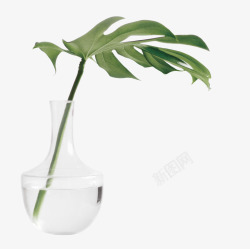 绿色花瓶一支树叶盆景高清图片