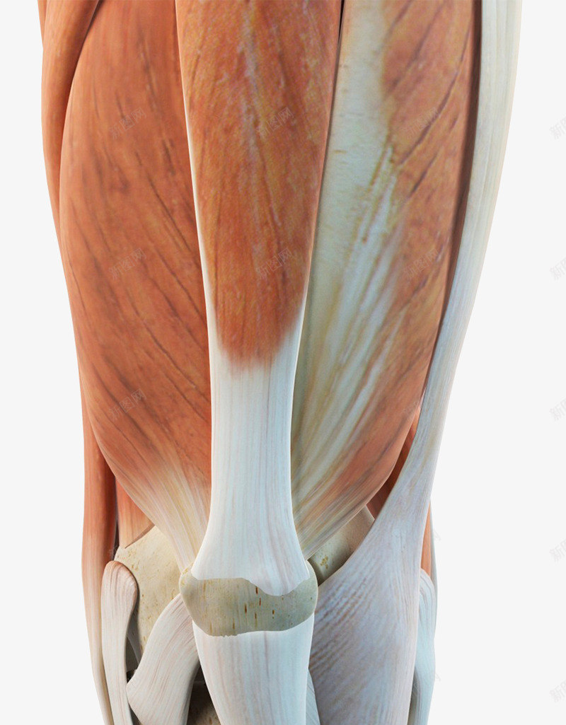人体膝盖肌腱组织png免抠素材_88icon https://88icon.com 人体结构 关节 肌腱 膝盖