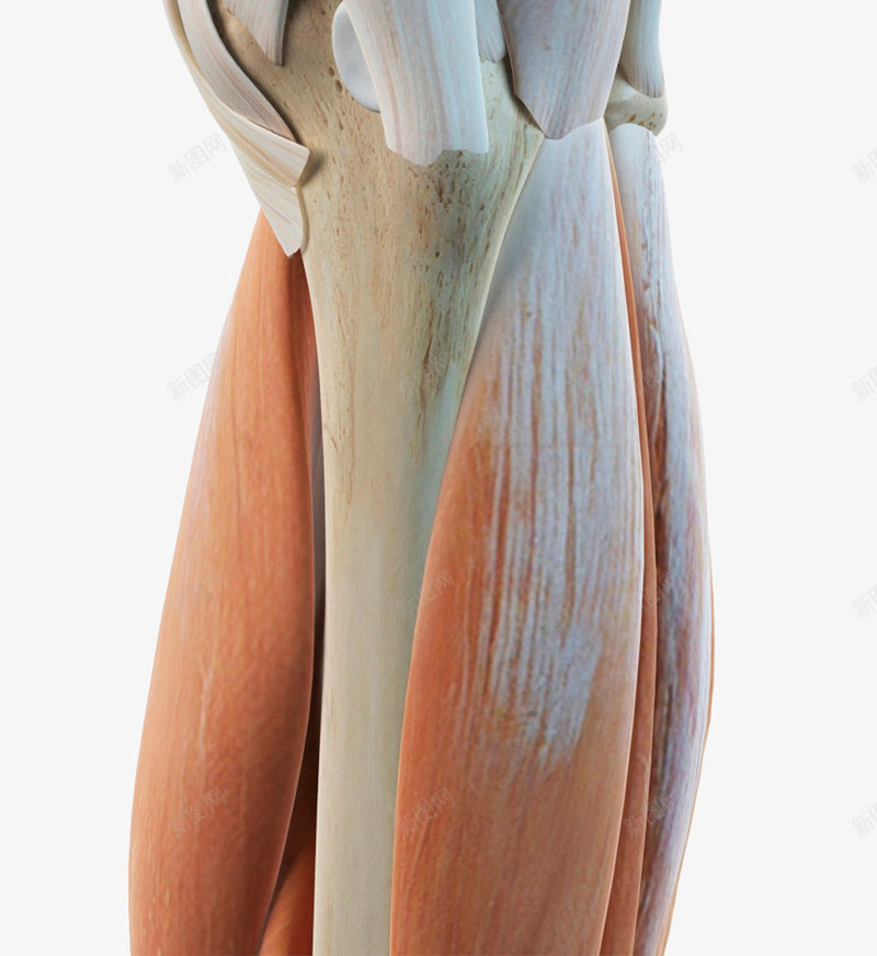 人体膝盖肌腱组织png免抠素材_88icon https://88icon.com 人体结构 关节 肌腱 膝盖