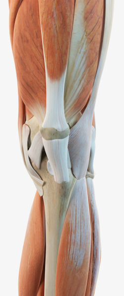 人体膝盖肌腱组织素材