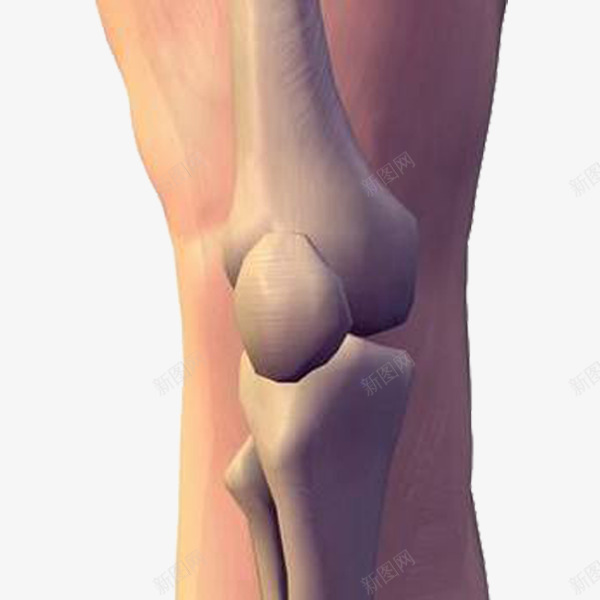 医疗保健png免抠素材_88icon https://88icon.com 了解 组成 结构 膝关节 膝盖
