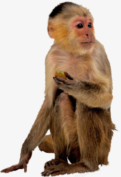 猩猩免扣元素猴子动物姿势猩猩高清图片