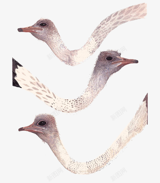 卡通鸵鸟脑袋png免抠素材_88icon https://88icon.com 脑袋 脖子 鸟类 鸵鸟