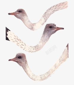 卡通鸵鸟脑袋素材