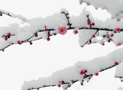 雪枝梅花树枝高清图片