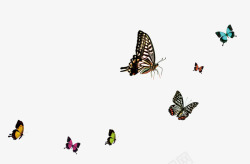 彩色翅膀一群美丽的蝴蝶高清图片
