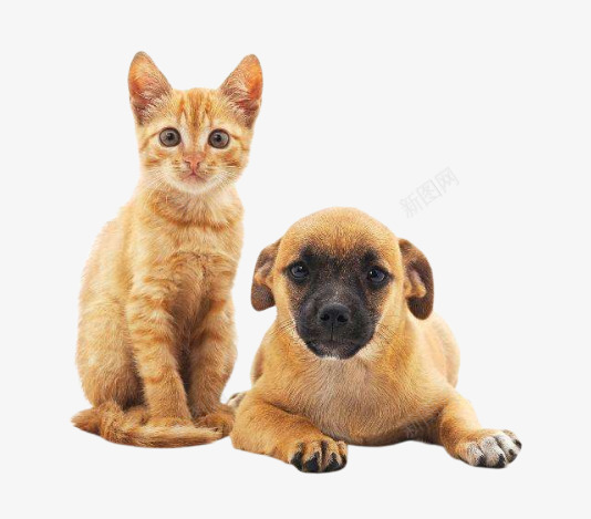 可爱的猫咪和宠物狗png免抠素材_88icon https://88icon.com 免抠 动物 可爱 实物 宠物狗 宠物猫 萌宠