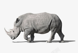 简洁灰色犀牛侧面正在行走的犀牛素材