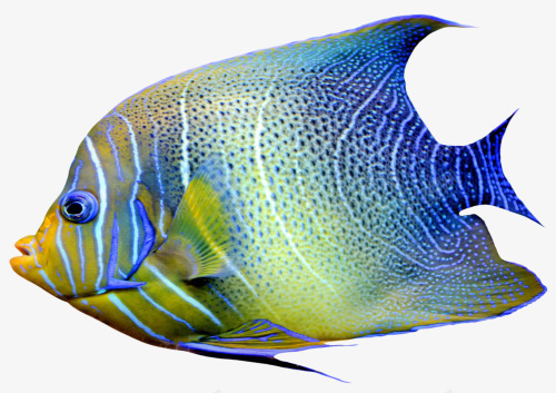 蓝色观赏鱼png免抠素材_88icon https://88icon.com 海洋 海鱼 花纹 蓝色 观赏鱼
