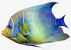 矢量海洋花纹蓝色观赏鱼高清图片