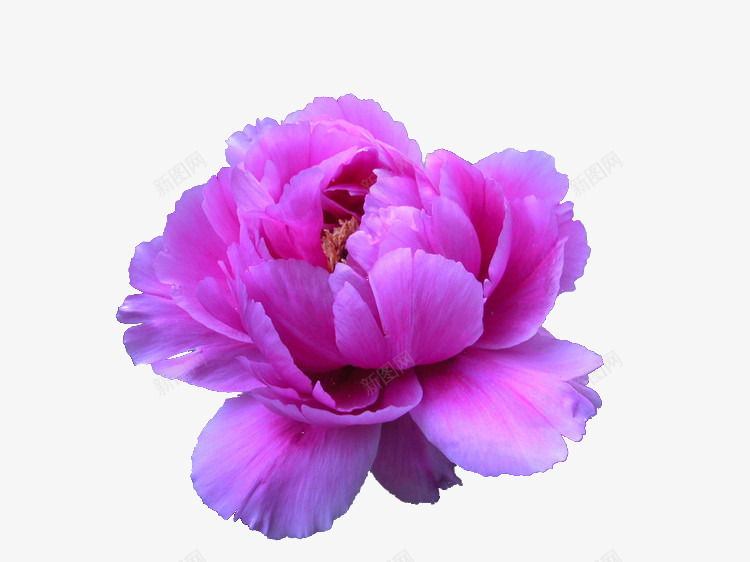 四月红牡丹花png免抠素材_88icon https://88icon.com 四月 漂亮 牡丹 玫红