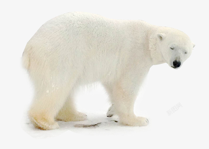 北极熊觅食png免抠素材_88icon https://88icon.com 保护动物 保护地球 保护环境 动物PNG 北极熊 环境宣传