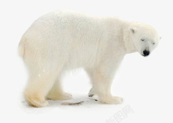 地球动物北极熊觅食高清图片