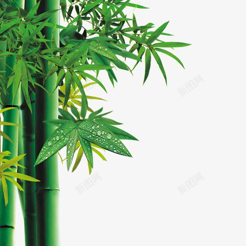 竹子植物水珠绿png免抠素材_88icon https://88icon.com 植物 水珠 竹子 绿