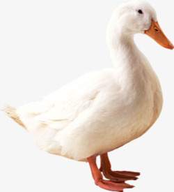 白色鸭子白色大鸭子高清图片