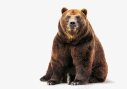 矢量棕熊熊高清图片
