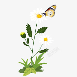 小草开花春天的雏菊和蝴蝶高清图片