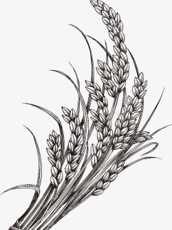 麦子手绘水稻谷物矢量图图标高清图片