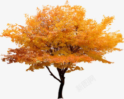 大树素材黄色大树韩国风景高清图片
