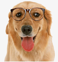 戴眼镜的狗狗金毛狗高清图片
