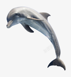 灰色的鱼飞跃的海豚高清图片