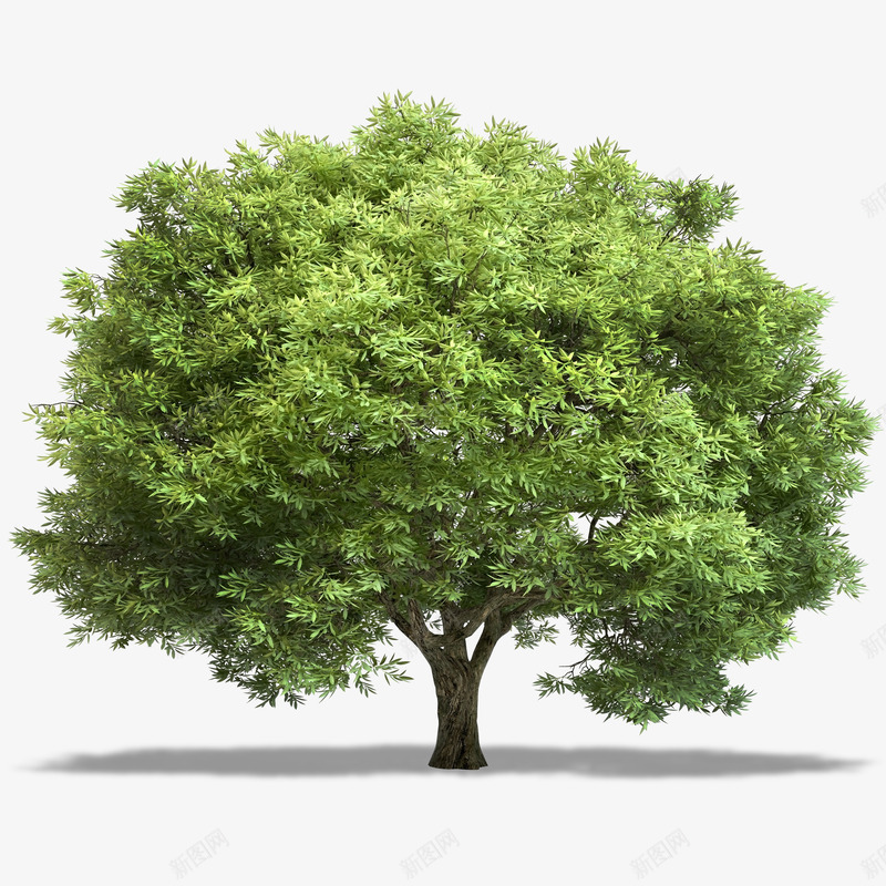 绿色大树实景png免抠素材_88icon https://88icon.com 大树 树木 树灌 植物 植被 绿色