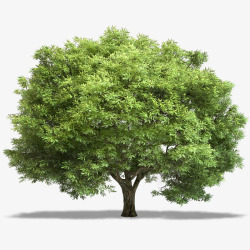 绿色大树实景素材