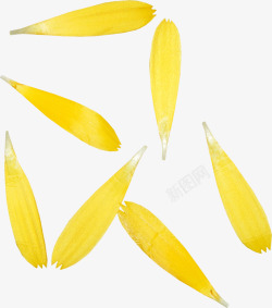 黄色菊花素材漂浮花瓣高清图片
